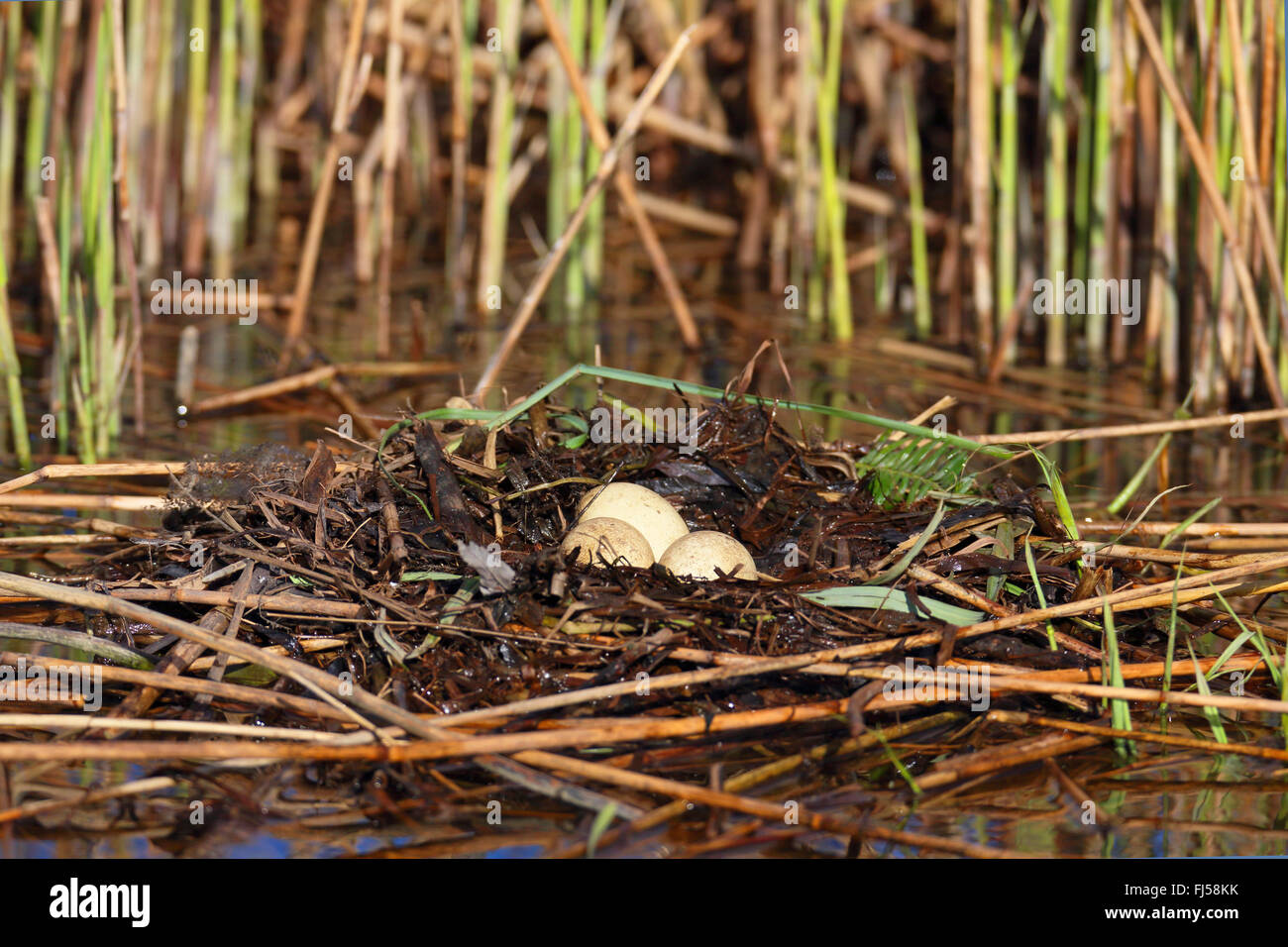 Svasso maggiore (Podiceps cristatus), piscina nido con uova, Paesi Bassi, Frisia Foto Stock