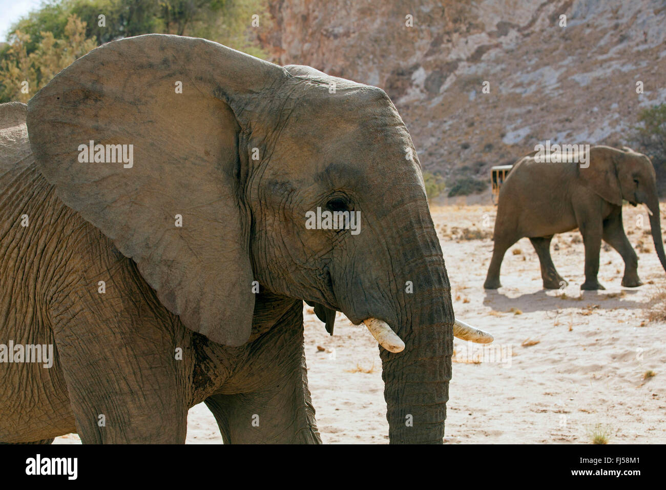 Deserto di elefante, deserto-abitazione Elefanti Elefante africano (Loxodonta africana africana), Deserto elefanti nel letto asciutto del fiume del Huab, Namibia, Damaraland Foto Stock