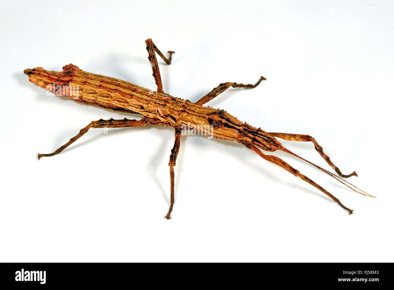 Stick di insetto, stick-bug, bastone (Hypocyrtus vittatus ), cut-out, Messico Foto Stock