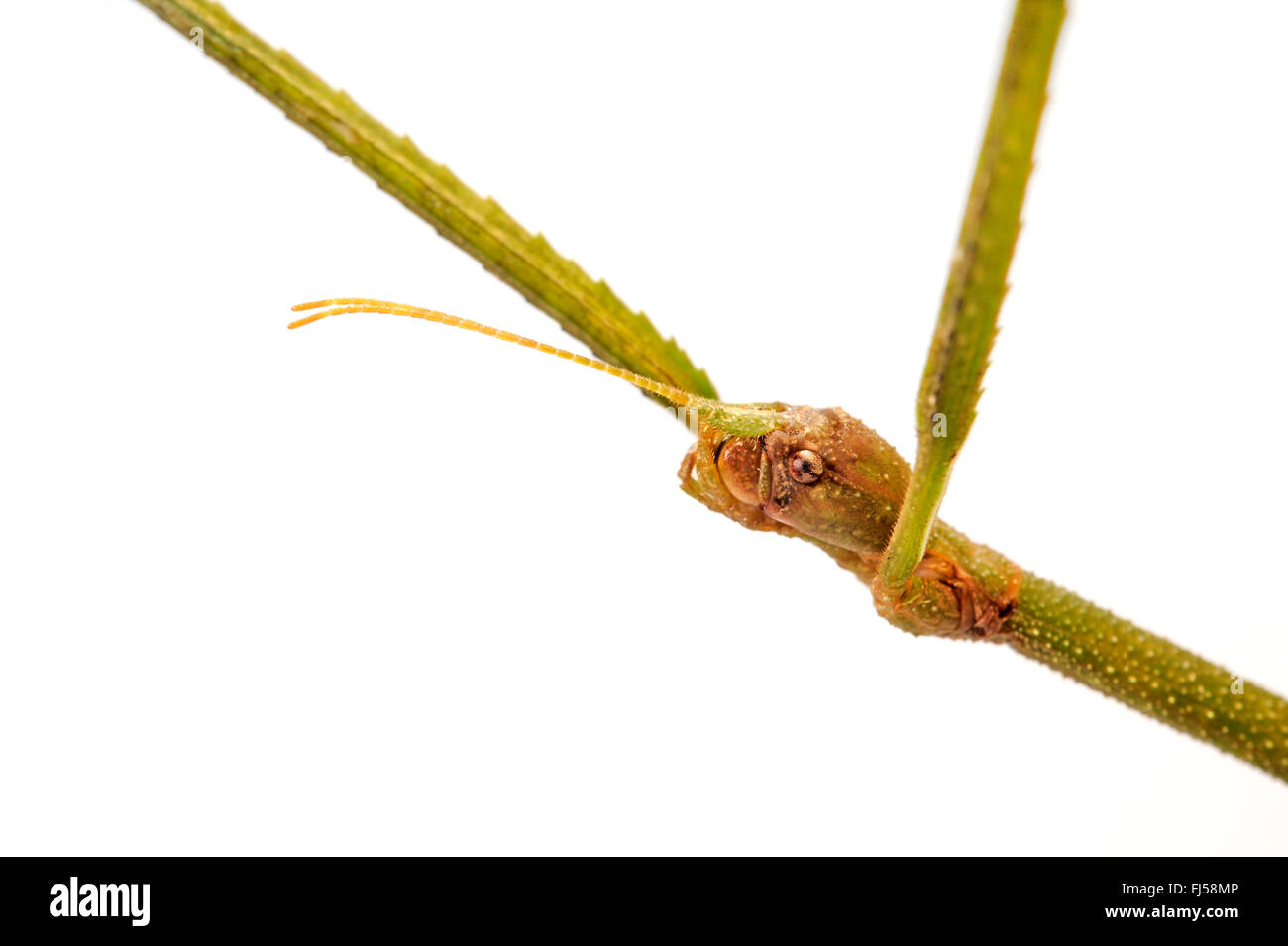 Il vietnamita Stick insetto (Ramulus Artemis, Baculum artemis), testa con tastatori, Vietnam Foto Stock