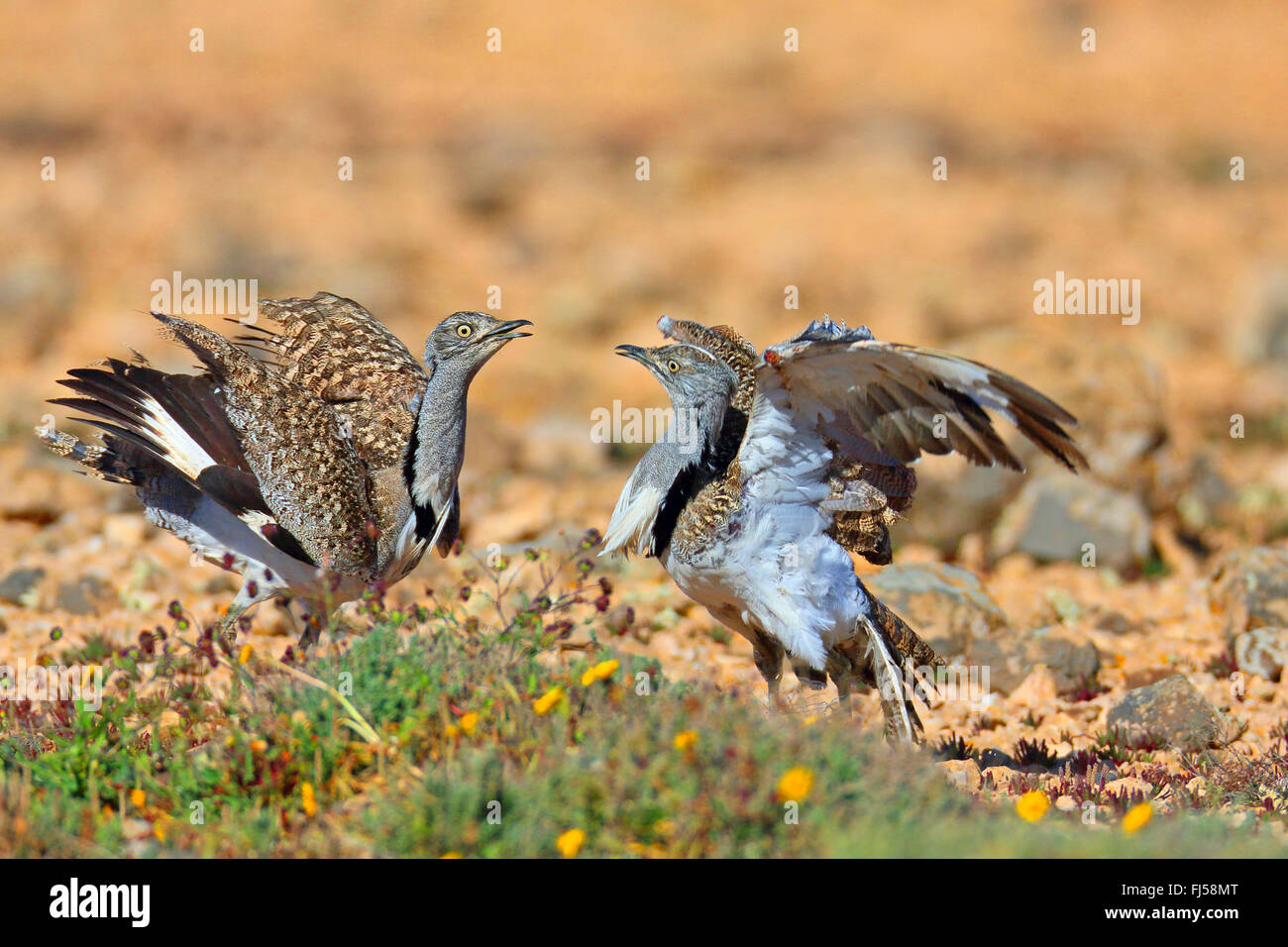 Houbara bustard (Chlamydotis undulata fuerteventurae), due maschi di lotta territoriali, Isole Canarie Fuerteventura Foto Stock