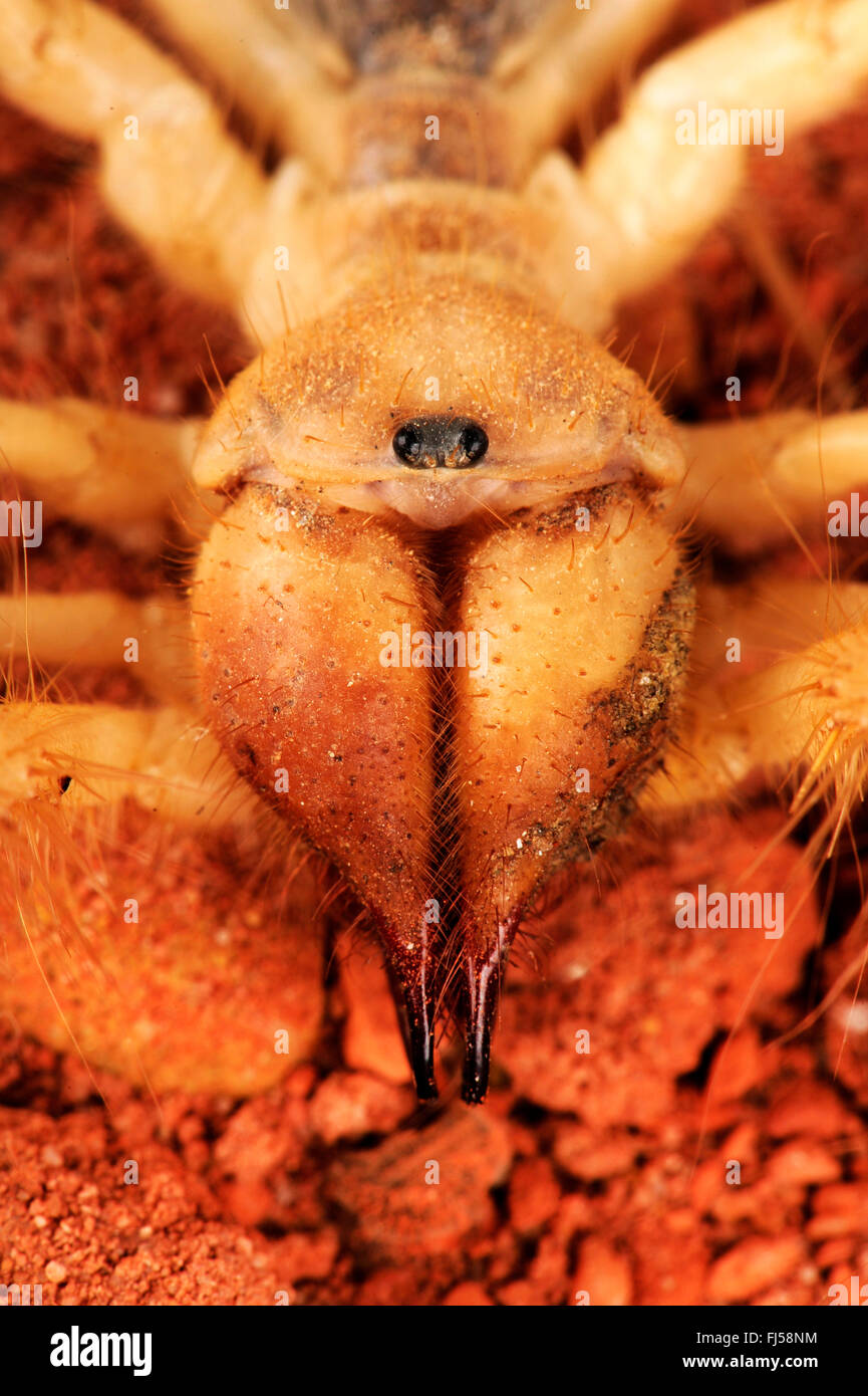 Il Gigante egiziano Solifugid, sun ragni, falsi ragni, windscorpions, solifuges, solpugids, Camel Spider (Galeodes granti, Solifugae, Solpugida), ritratto, Egitto Foto Stock