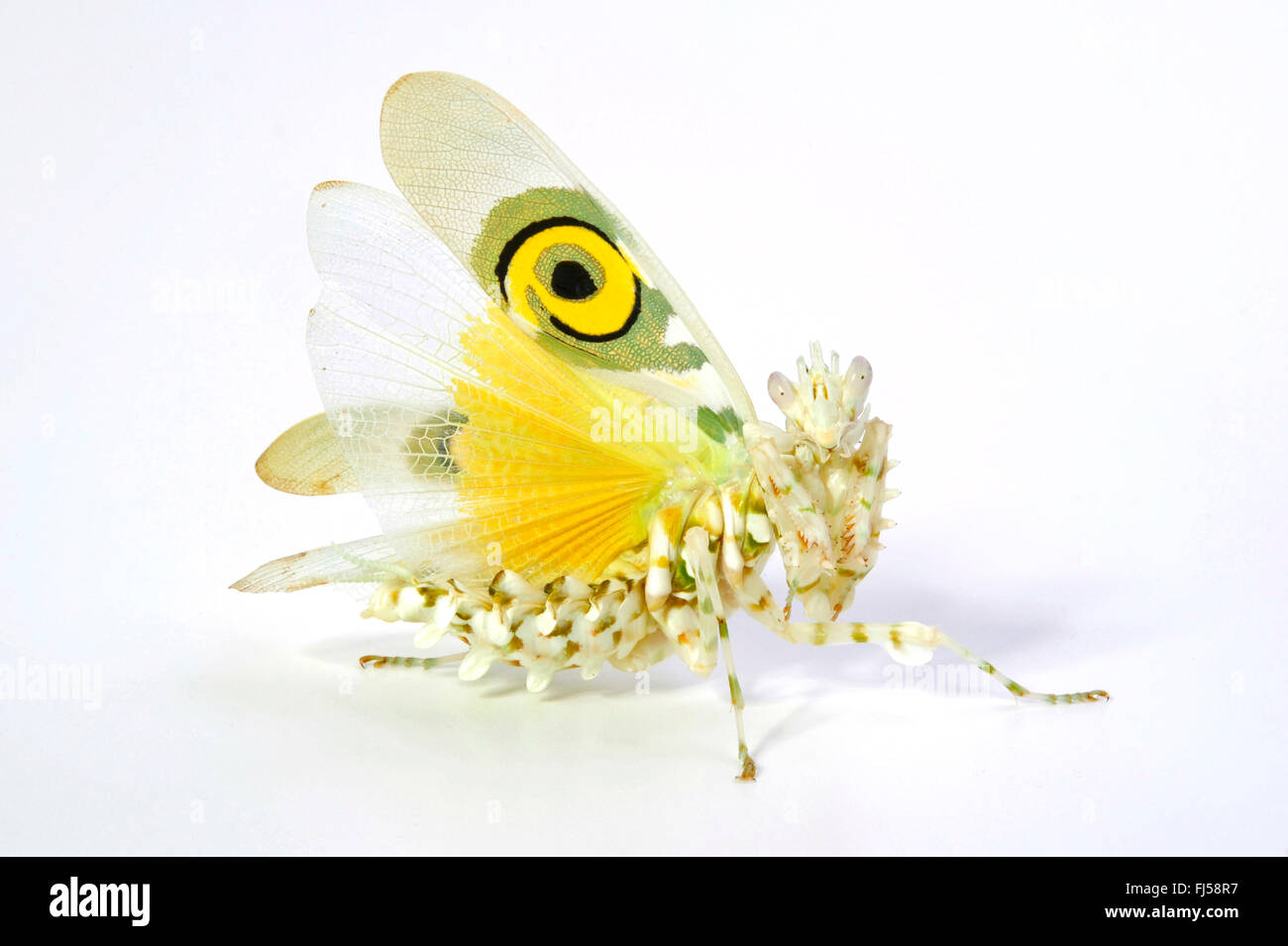 Fiore Apiny mantis (Pseudocreobotra wahlbergii), weirdly sagomate e colorate mantis in difesa della postura, cut-out Foto Stock