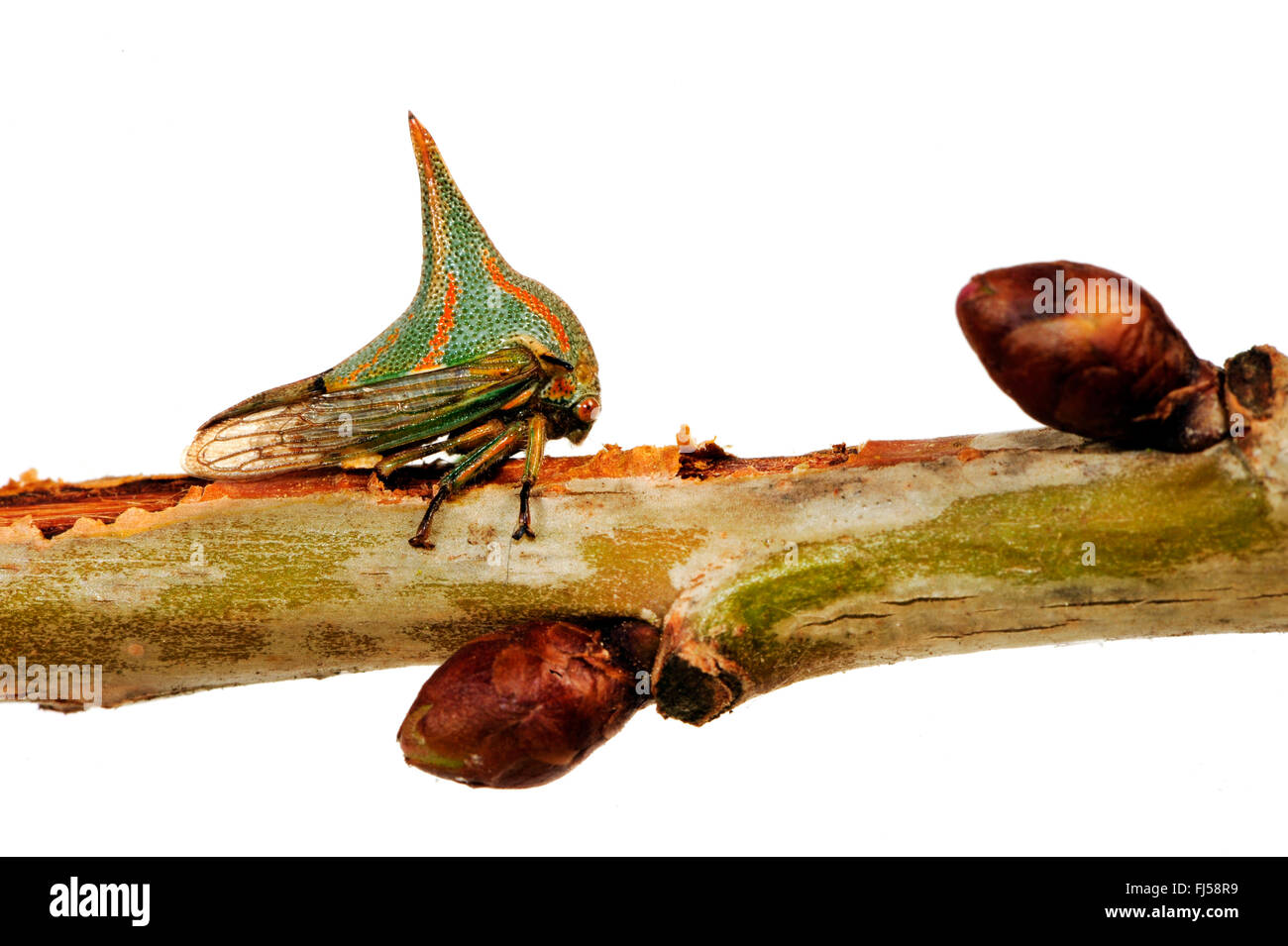 Cornuto treehopper, thorn bug (Umbonia crassicornis), maschio cornuto treehopper imita un rose thorn Foto Stock