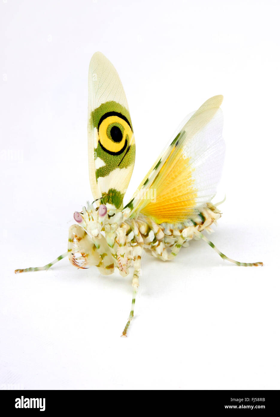 Fiore Apiny mantis (Pseudocreobotra wahlbergii), weirdly sagomate e colorate mantis in difesa della postura, cut-out Foto Stock