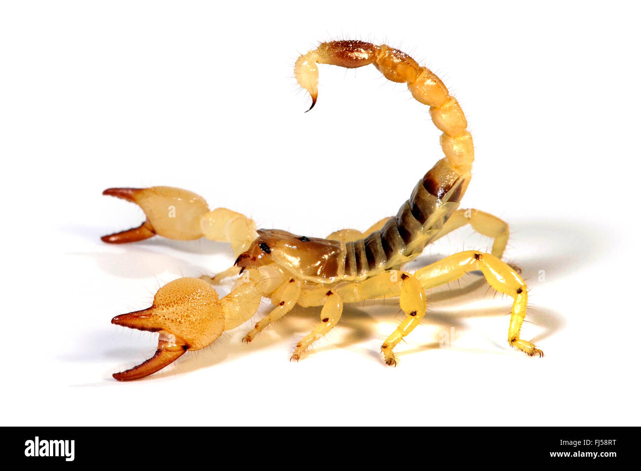 Maurish scorpion (Scorpio maurus, Scorpio maurus palmatus), in difesa della postura, cut-out Foto Stock