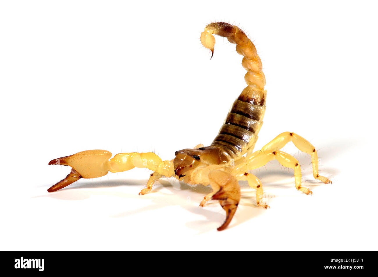 Maurish scorpion (Scorpio maurus, Scorpio maurus palmatus), in difesa della postura, cut-out Foto Stock
