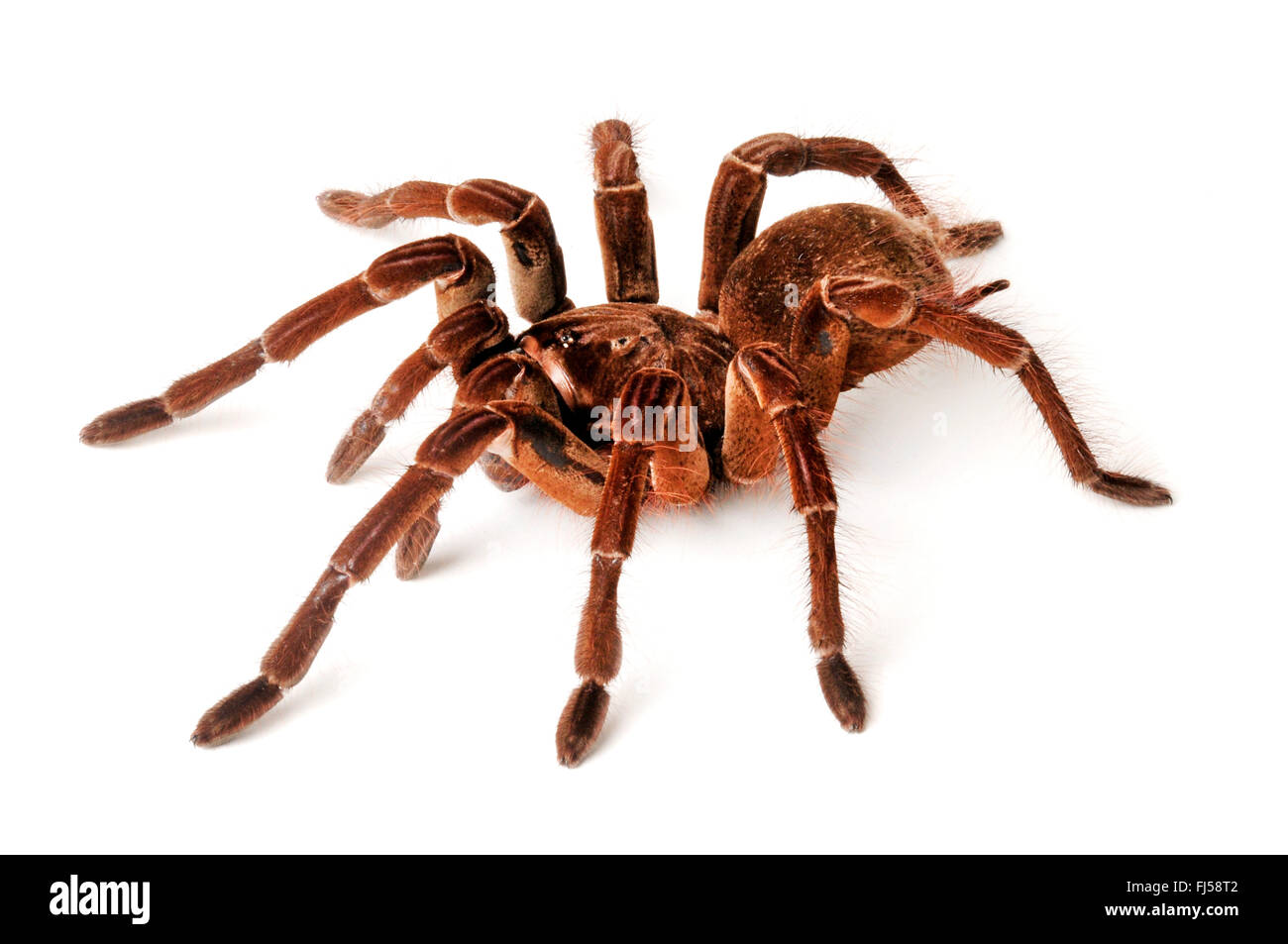 Golia birdeater tarantula (Theraphosa stirmi), uno dei più grandi ragni degli uccelli nel mondo Foto Stock