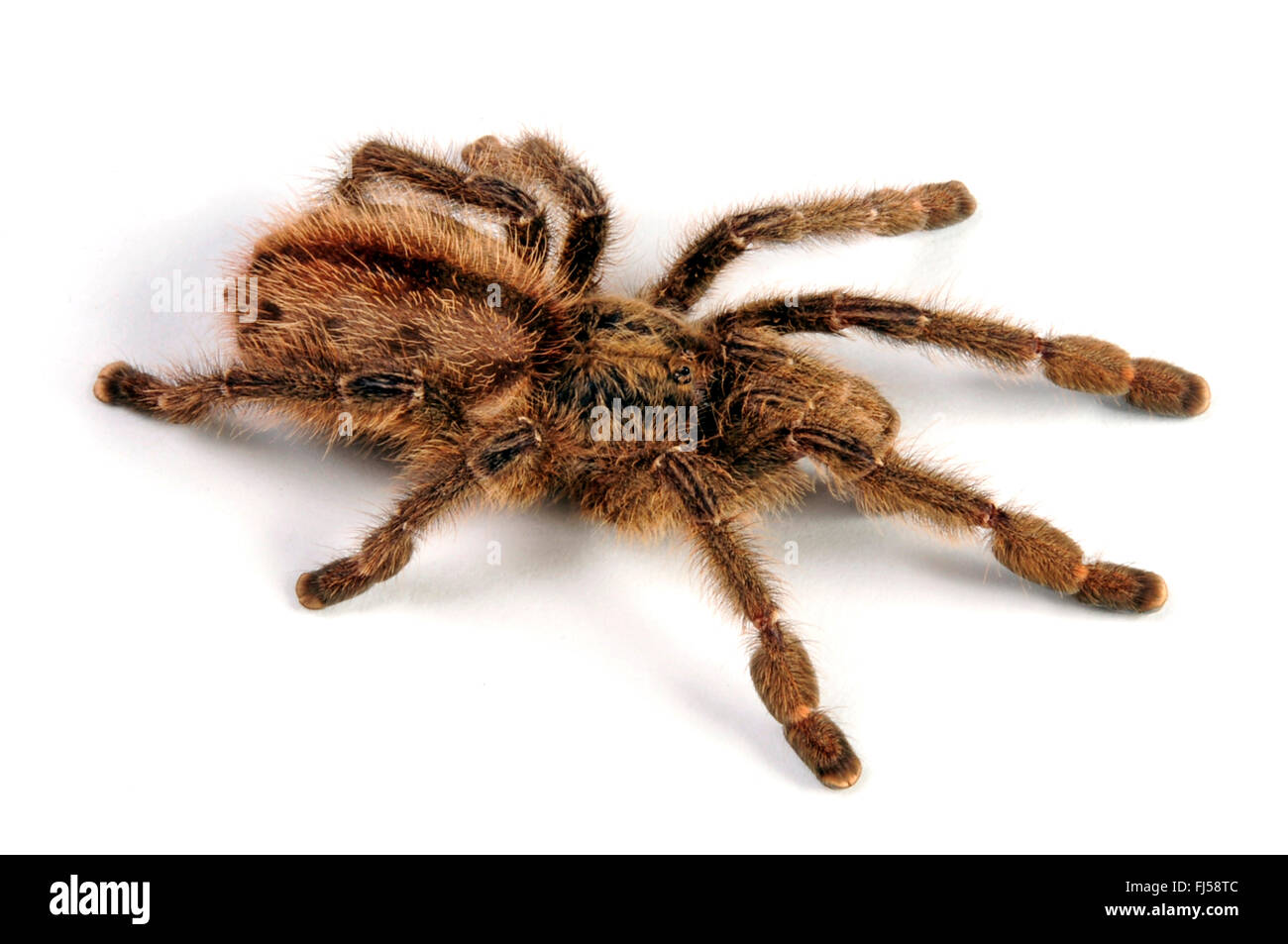 Bahia rosso porpora Tarantola, Brasiliano viola Tarantola, Brasiliano viola pinktoe tarantula (Iridopelma zorodes), largamente unsought birdspider dal Brasile, cut-out, Brasile Foto Stock