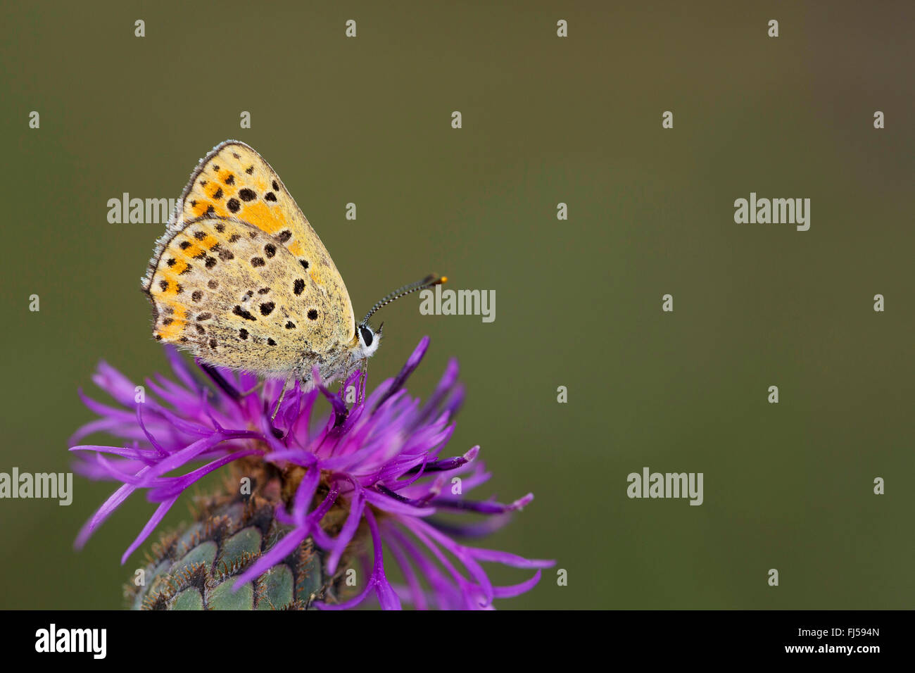 Fuligginosa rame (Heodes tityrus, Loweia tityrus, Loweia tityrus, Lycaena tityrus), su di un fiore di fiordaliso, Germania Foto Stock