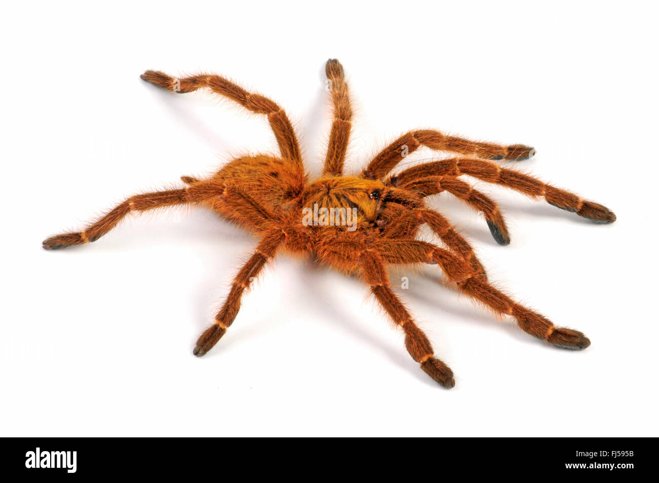 Arancione tarantola babbuino, Mombasa starburst dorata tarantula (Pterinochilus murinus, Pterinochilus mamillatus), cut-out, Kenya Foto Stock