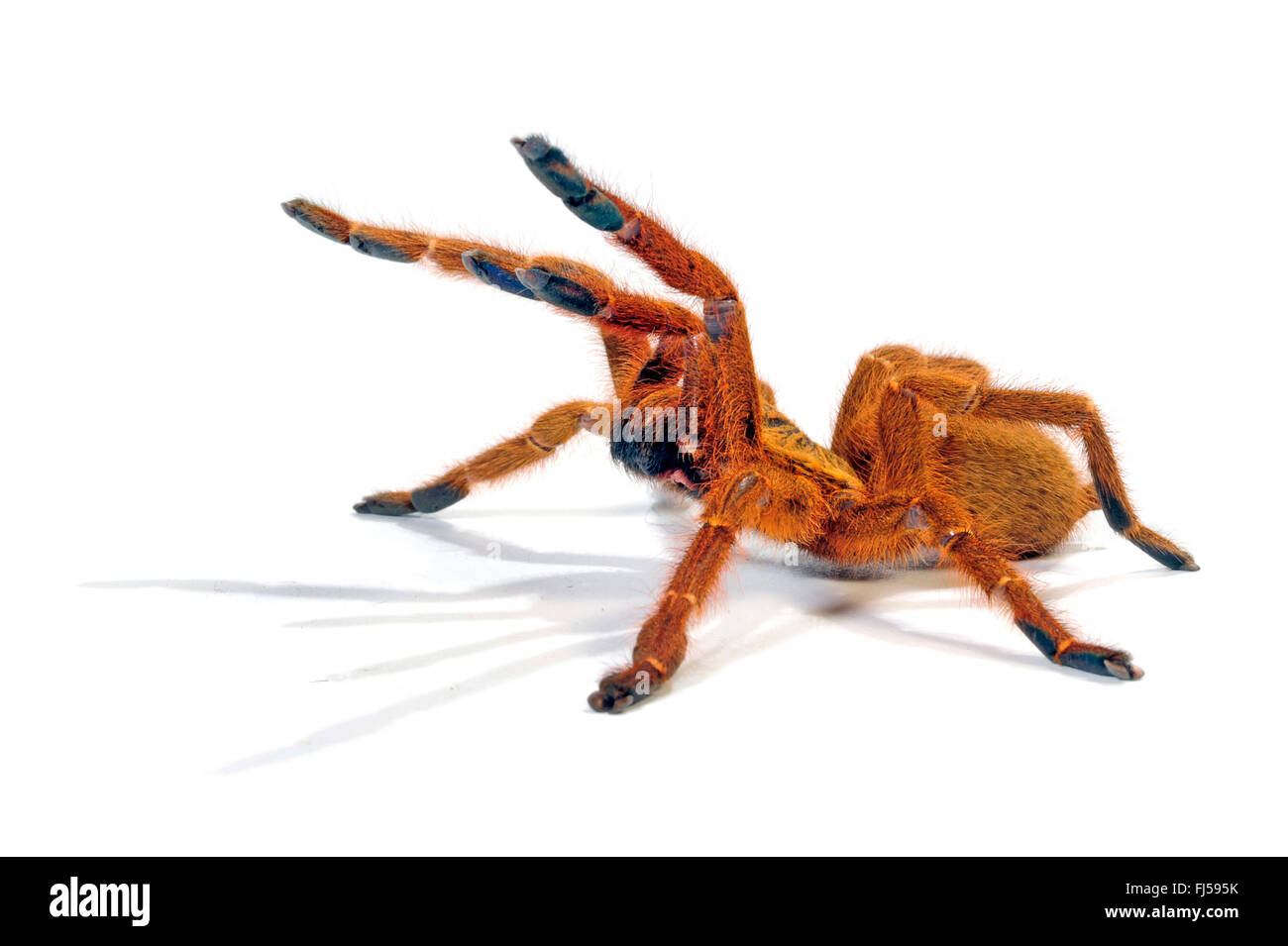 Arancione tarantola babbuino, Mombasa starburst dorata tarantula (Pterinochilus murinus, Pterinochilus mamillatus), in difesa della postura, cut-out, Kenya Foto Stock
