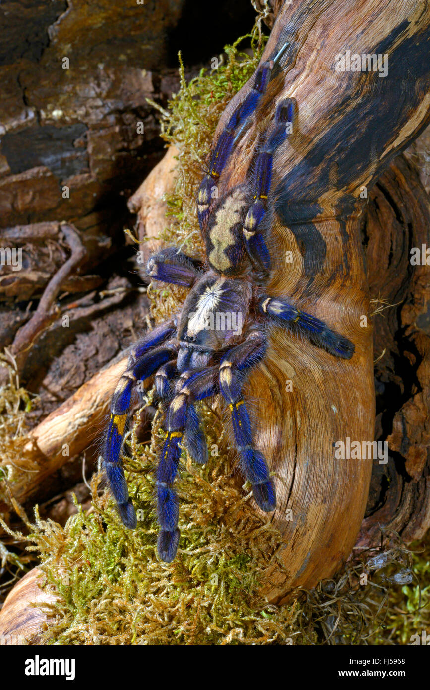 Zaffiro Gooty albero ornamentale spider, Gooty zaffiro, Gooty tarantola, metallica tarantola, paracadute peacock spider, peacock tarantola, salepurgu (Poecilotheria metallica), testa prima su un ramo, India Foto Stock
