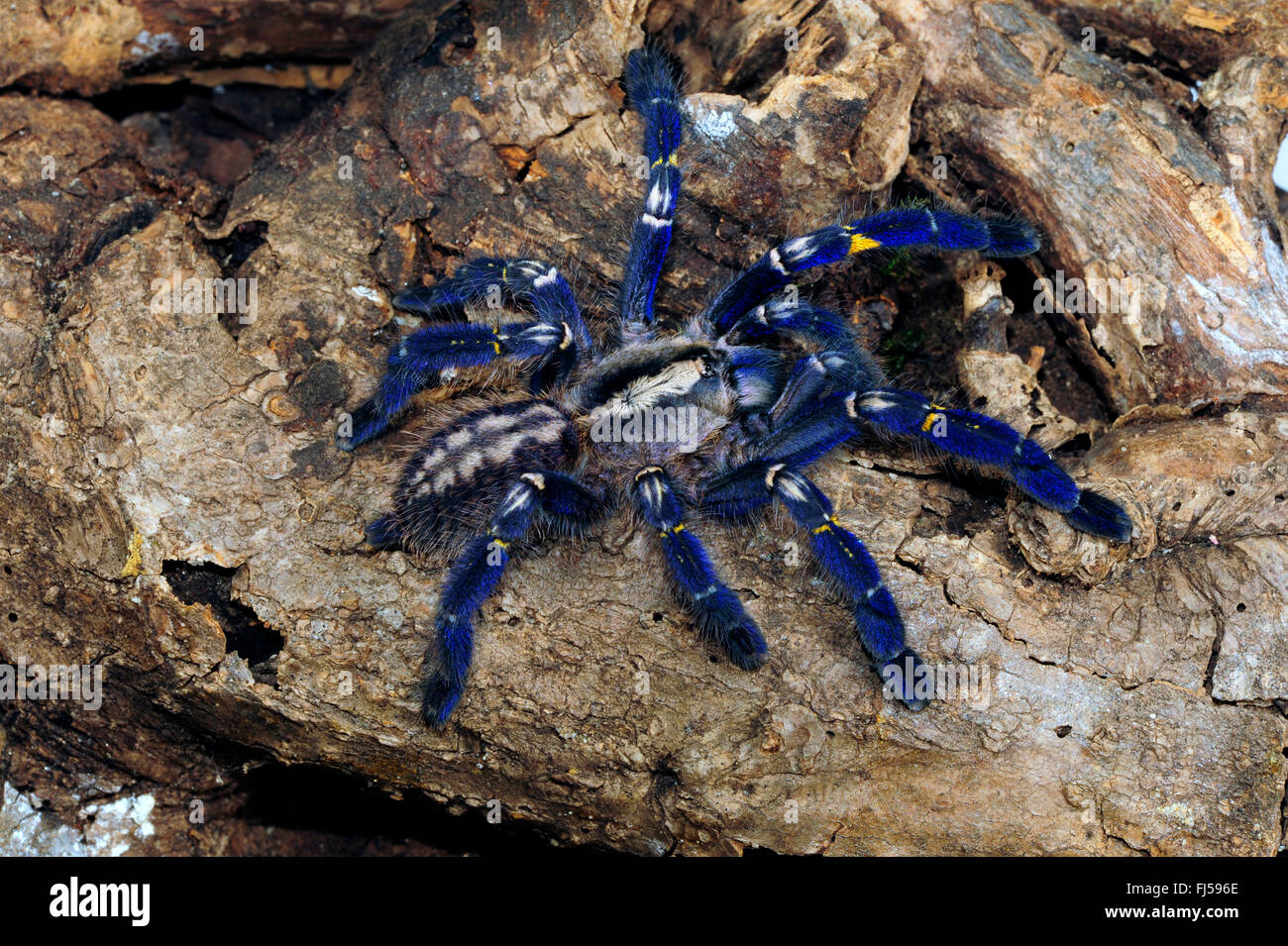 Zaffiro Gooty albero ornamentale spider, Gooty zaffiro, Gooty tarantola, metallica tarantola, paracadute peacock spider, peacock tarantola, salepurgu (Poecilotheria metallica), su un ramo, India Foto Stock