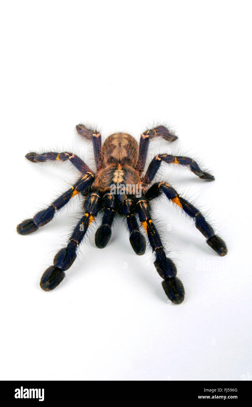 Zaffiro Gooty albero ornamentale spider, Gooty zaffiro, Gooty tarantola, metallica tarantola, paracadute peacock spider, peacock tarantola, salepurgu (Poecilotheria metallica), cut-out, India Foto Stock