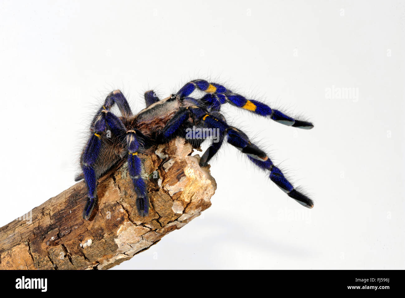 Zaffiro Gooty albero ornamentale spider, Gooty zaffiro, Gooty tarantola, metallica tarantola, paracadute peacock spider, peacock tarantola, salepurgu (Poecilotheria metallica), alla fine di una succursale, cut-out, India Foto Stock