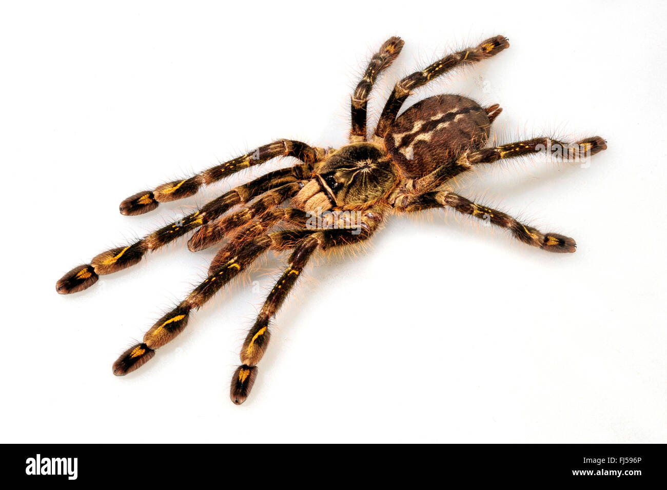 L'avorio fatturati ornamentali, tarantula (Poecilotheria subfusca), endemica birdspider dallo Sri Lanka, cut-out, Sri Lanka Foto Stock