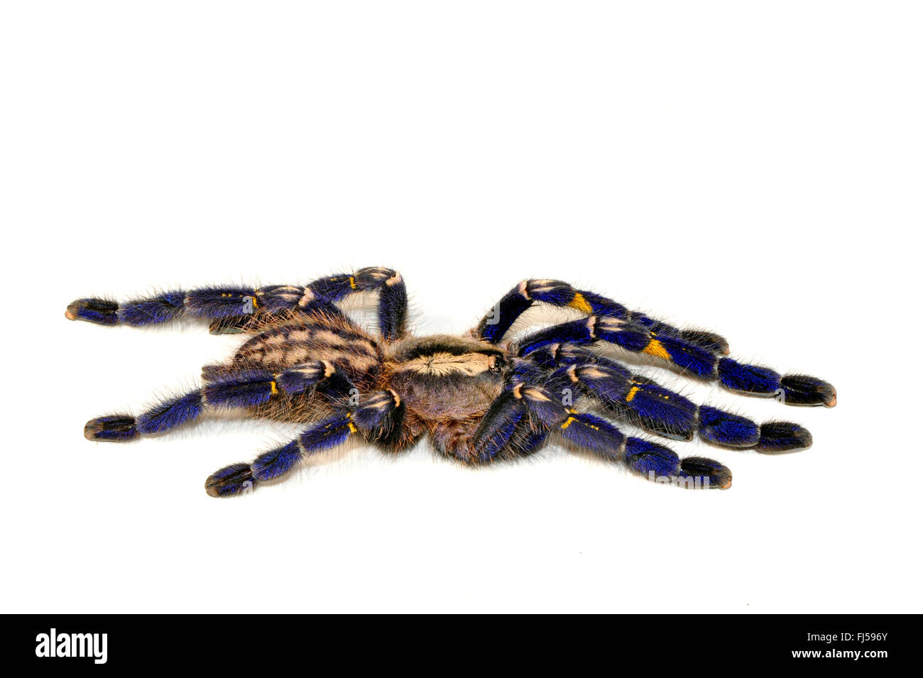 Zaffiro Gooty albero ornamentale spider, Gooty zaffiro, Gooty tarantola, metallica tarantola, paracadute peacock spider, peacock tarantola, salepurgu (Poecilotheria metallica), cut-out, India Foto Stock