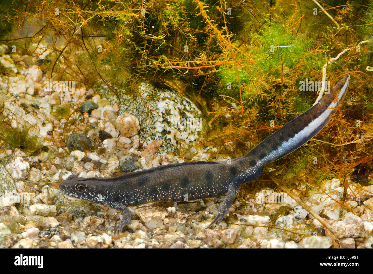 Presenta verrucosa tritone, tritone crestato italiano, europeo tritoni (Triturus cristatus), maschio con bassa cresta, sotto l'acqua fotografia, Romania, Moldava, Iași Foto Stock