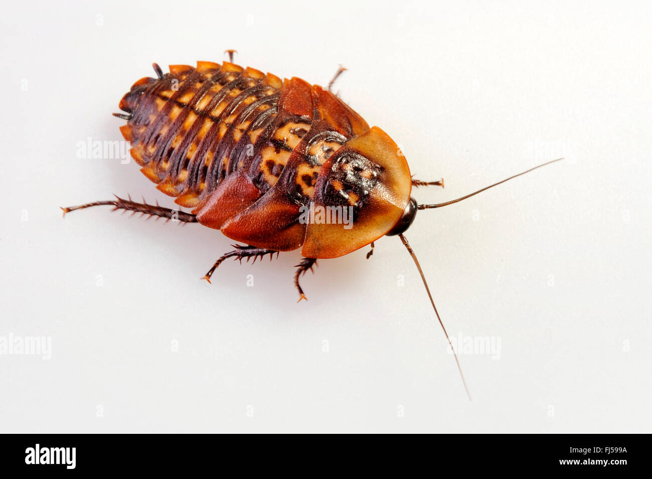 La morte la testa scarafaggio (Blaberus craniifer), larva, cut-out Foto Stock