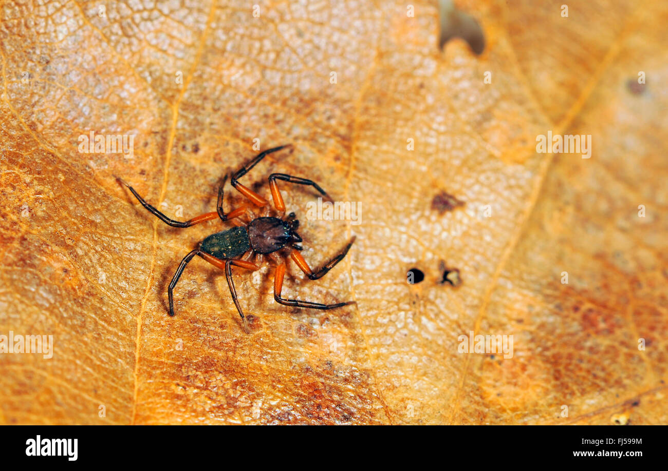 Scorpion ragni (Platyoides spec.), si siede su una foglia secca Foto Stock