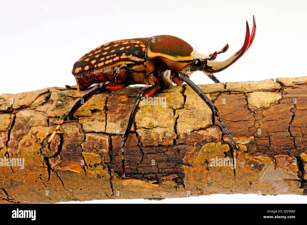 Flower chafer, frutta chafers, fiore chafers, fiore coleotteri, fiore scarabei (Megalorrhina harrisi eximia), su un ramo, cut-out Foto Stock