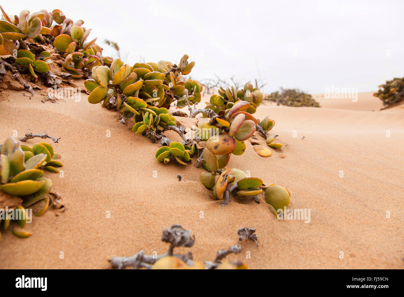 Bassa vegetazione su una duna di sabbia, Namibia, Dorob National Park, Swakopmund Foto Stock