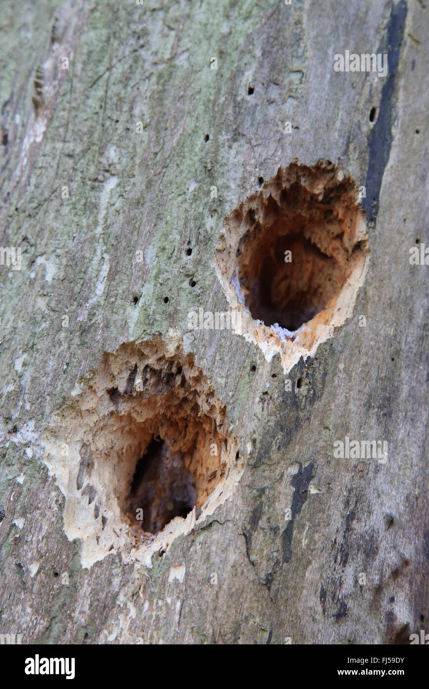 Picchio incompiuto grotte inb del tronco di un albero, Germania Foto Stock