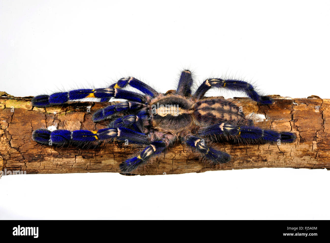 Zaffiro Gooty albero ornamentale spider, Gooty zaffiro, Gooty tarantola, metallica tarantola, paracadute peacock spider, peacock tarantola, salepurgu (Poecilotheria metallica), su una pietra, cut-out, India Foto Stock