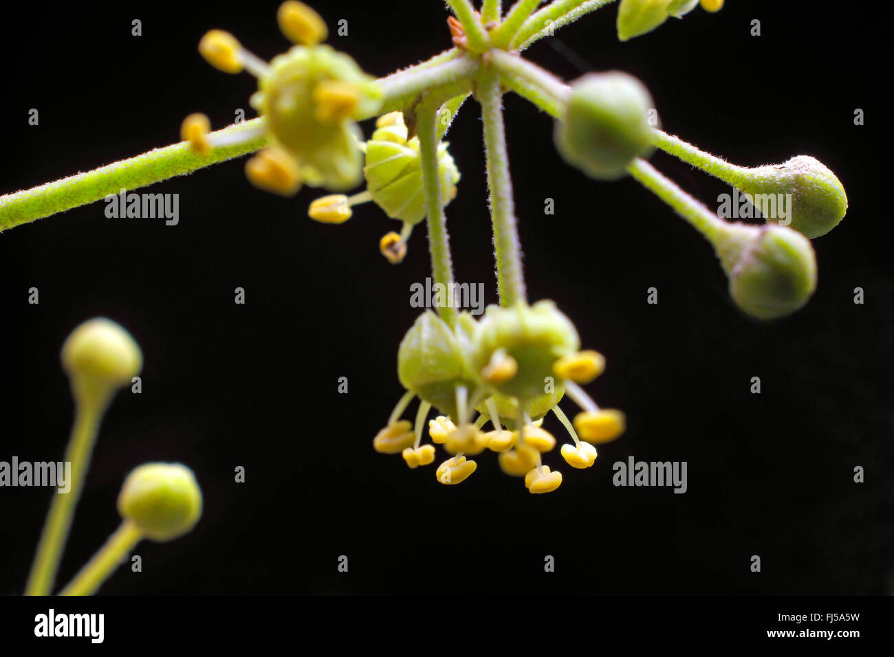 English ivy, comune edera (Hedera helix), fiori, Germania Foto Stock