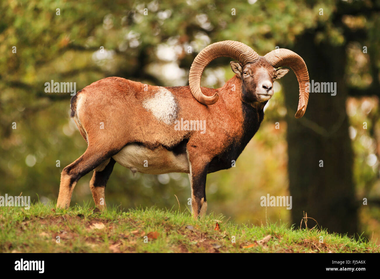 Muflone (Ovis musimon, Ovis gmelini musimon, Ovis orientalis musimon), ram in estate, Germania, Sassonia Foto Stock