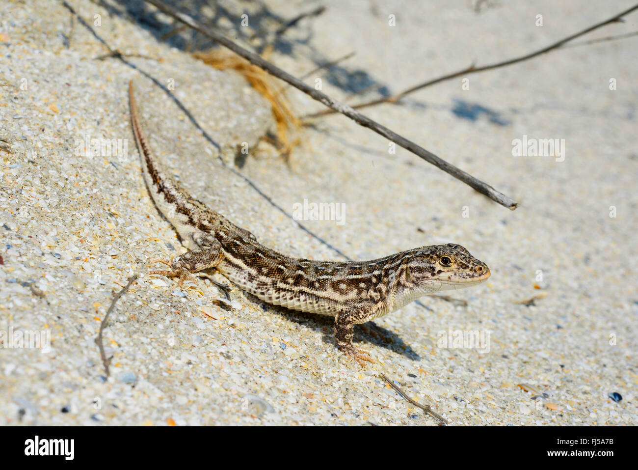 Stepperunner, arguta (Eremias arguta, arguta Ommateremias), stepperunner in una duna di sabbia, Romania, Dobrudscha, Biosphaerenreservat Donaudelta, Gheorgh SfÔntu Foto Stock