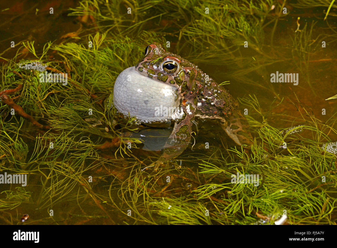 Orientale il rospo verde, variegato orientale toad (Bufo viridis coenobita, Bufo coenobita, Bufotes viridis, Bufotes coenobita ), chiamando toad, Romania, Dobrudscha, Biosphaerenreservat Donaudelta Foto Stock