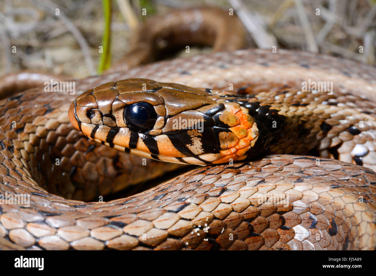 Biscia dal collare (Natrix natrix), il ritratto di una biscia con macchie di colore arancione in corrispondenza del collare, Romania, Dobrudscha, Biosphaerenreservat Donaudelta Foto Stock