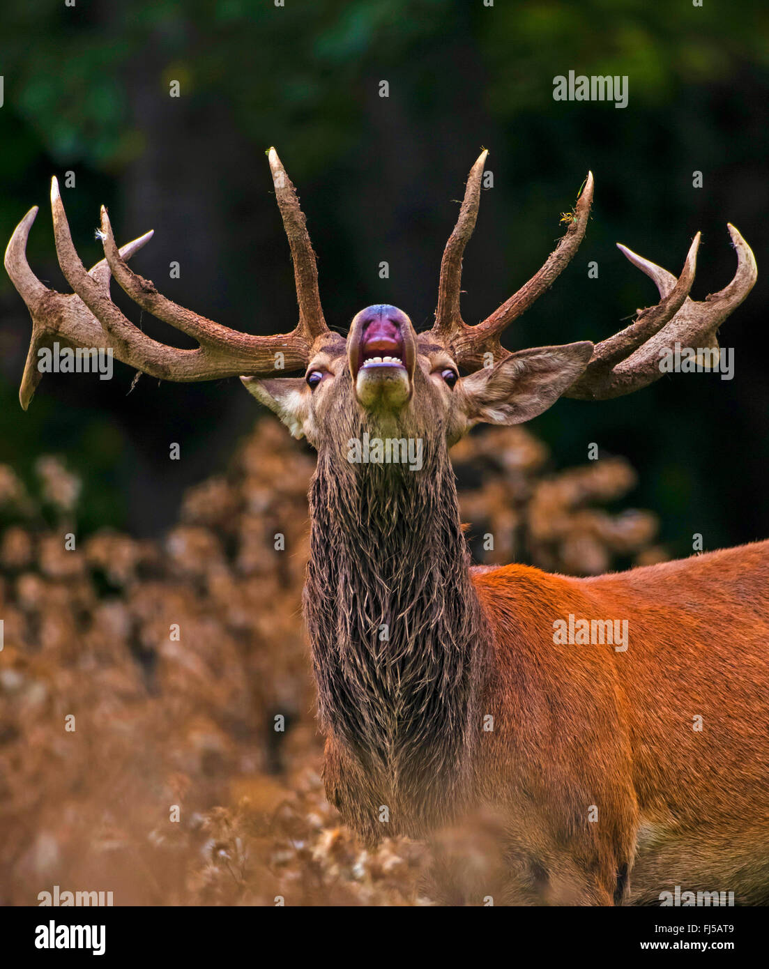 Il cervo (Cervus elaphus), flehming maschio alfa, ritratto, in Germania, in Sassonia, montagne Erz Foto Stock