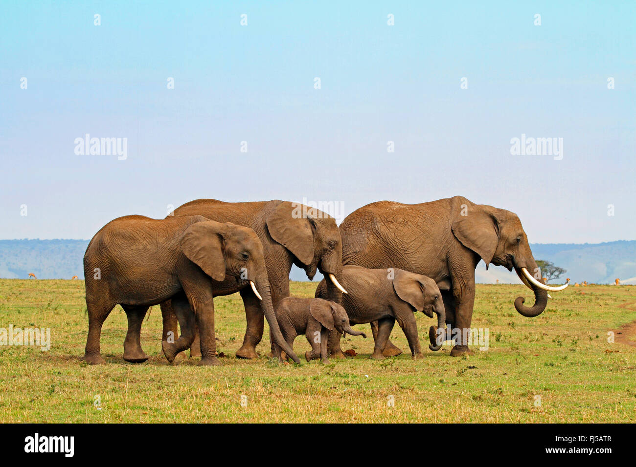 Elefante africano (Loxodonta africana), allevamento con i capretti e vitello di elefante, Kenia Masai Mara National Park Foto Stock