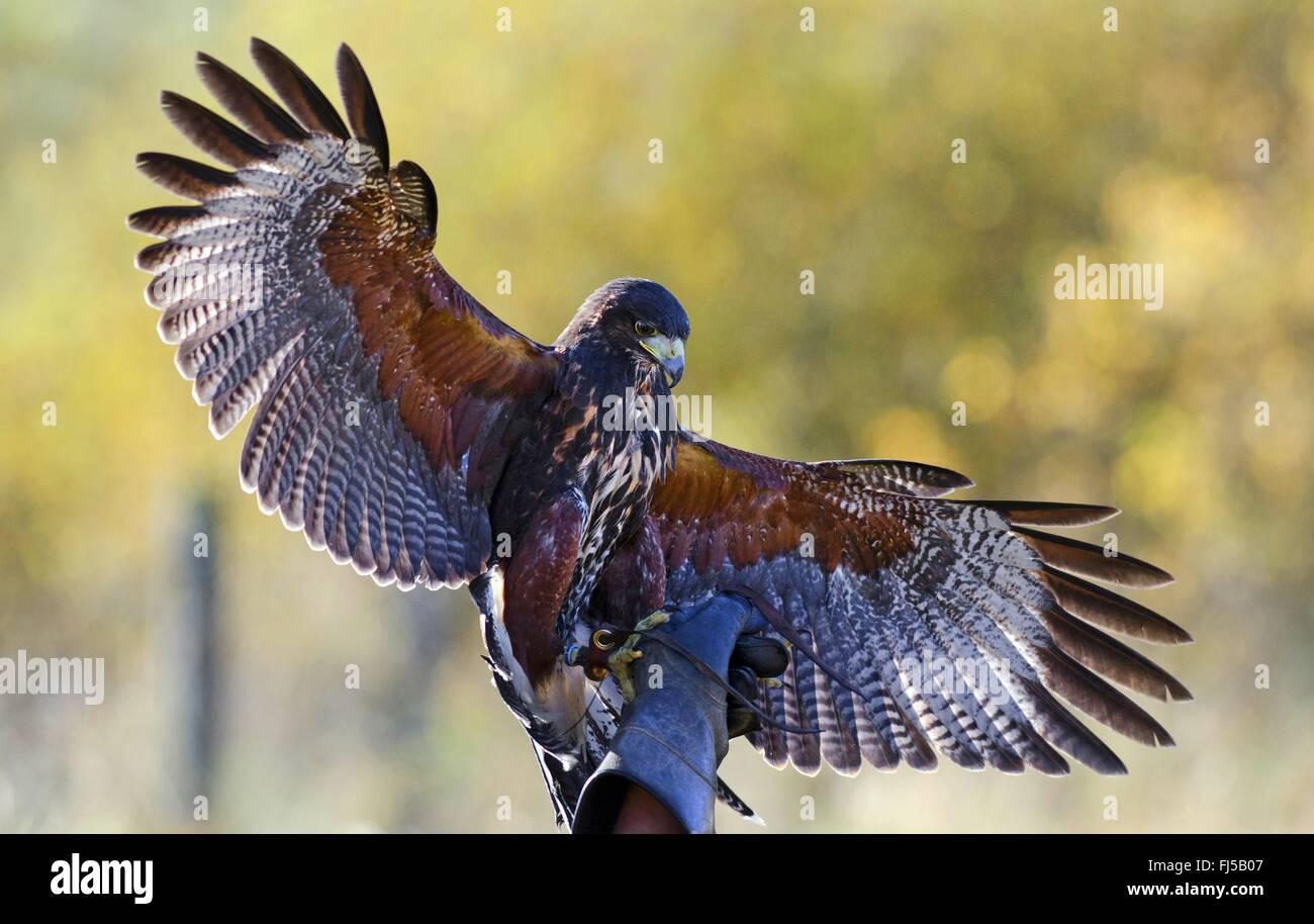 Harris'hawk (Parabuteo unicinctus), Harris hawk sulla mano del una falconer, Regno Unito, Scozia, Highlands Foto Stock
