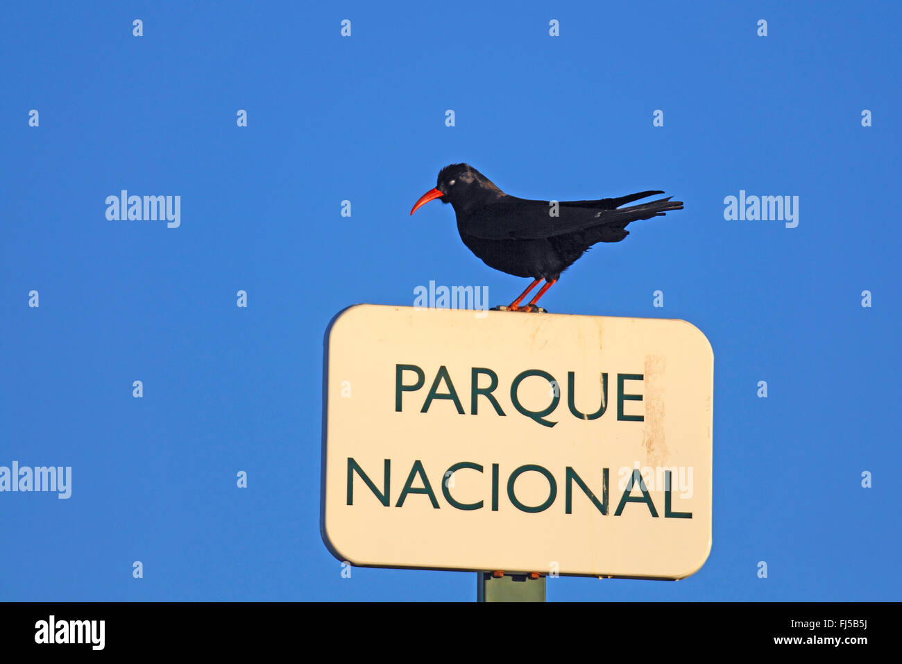 Rosso-fatturate (CHOUGH Pyrrhocorax pyrrhocorax), seduto su un parco nazionale di segno, Isole Canarie La Palma Foto Stock