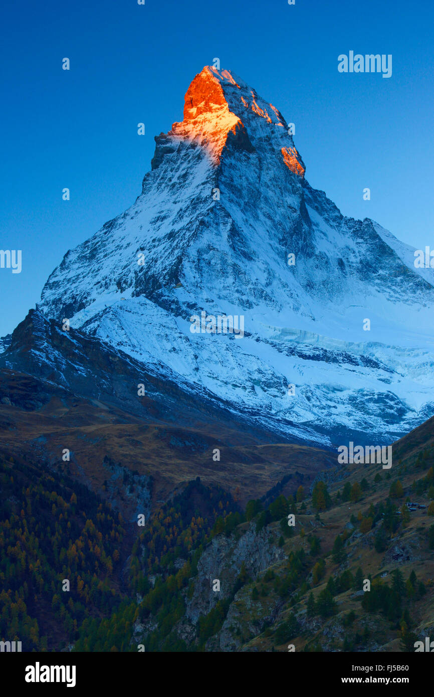 Il Cervino con alpenglow, Svizzera Vallese Foto Stock