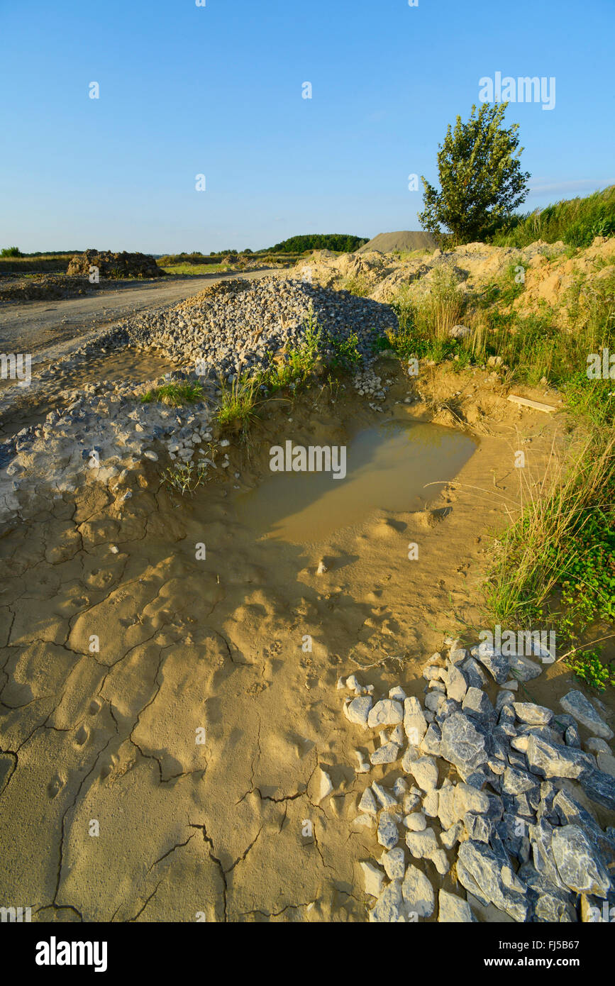 Natterjack toad, natterjack, British toad (Bufo calamita), mudhole per natterjacks accanto a una strada di ghiaia in limetta, Germania, Bergisches Land, Steinbruch Osterholz, Dornap, Wuppertal Foto Stock