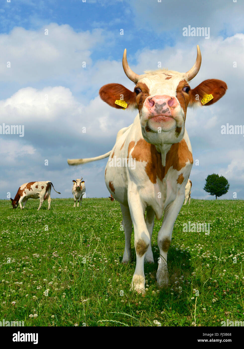 Gli animali domestici della specie bovina (Bos primigenius f. taurus), toro giovane su un pascolo, Germania, Bergisches Land, Wuppertal Foto Stock