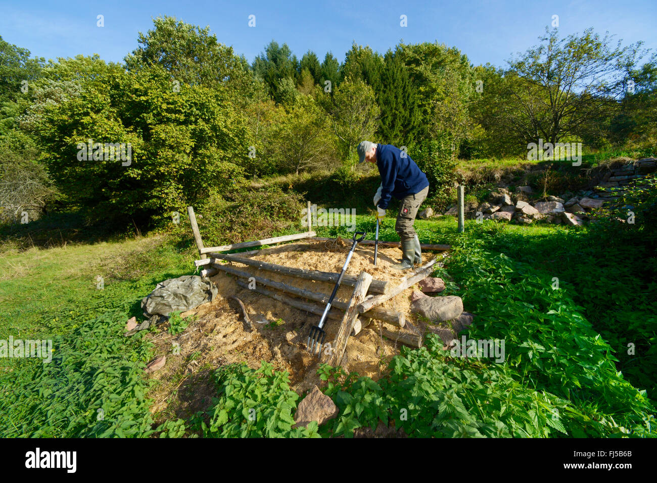 Saettone (Elaphe longissima, Zamenis longissimus), aiuti di nidificazione per Aesculapian serpenti, Germania, Odenwald, Hirschhorn am Neckar Foto Stock