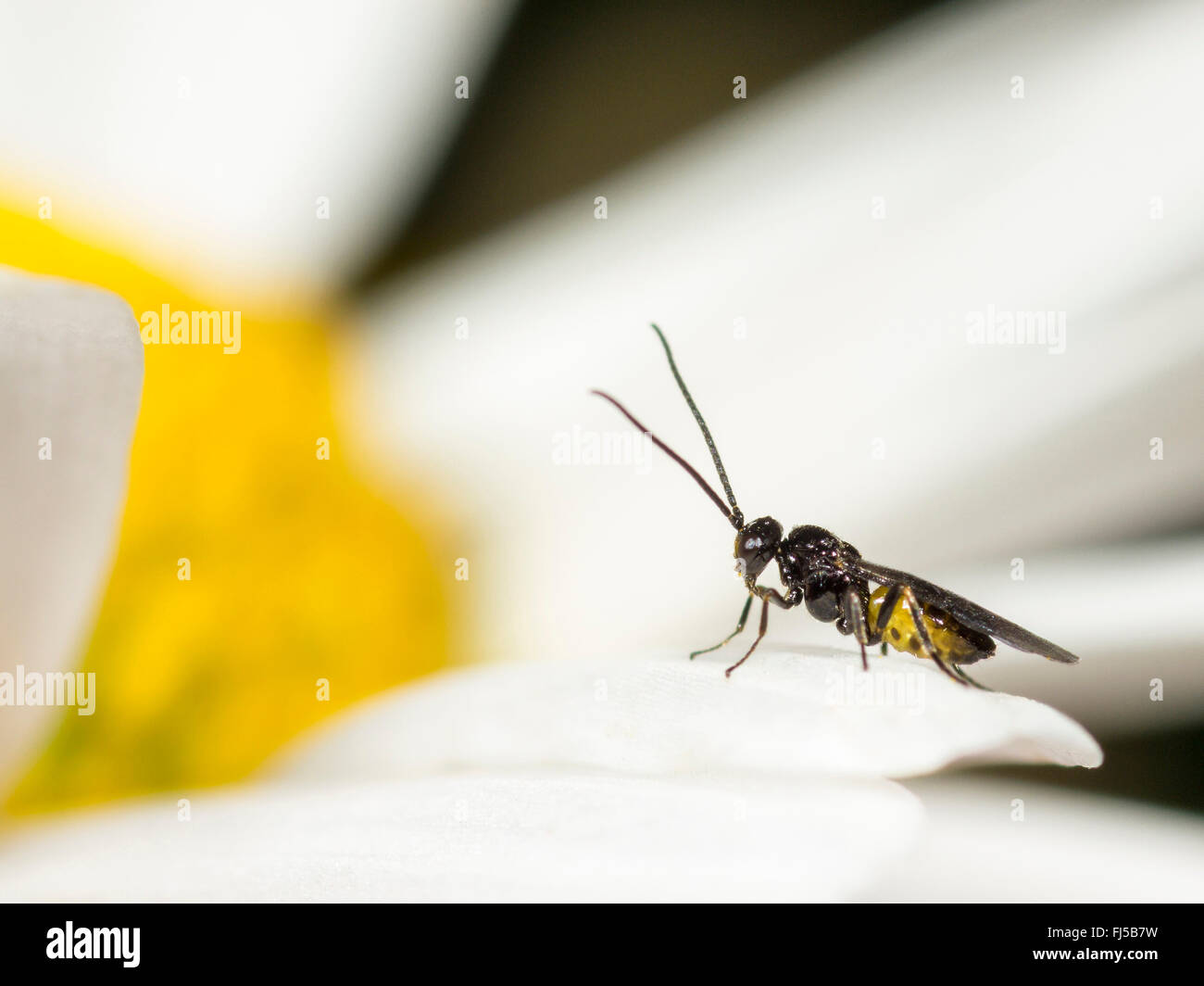 Braconid, braconid wasp (Bracon atrator), maschio sul fiore di oxeye-daisy (Leucanthemum vulgare), Germania Foto Stock