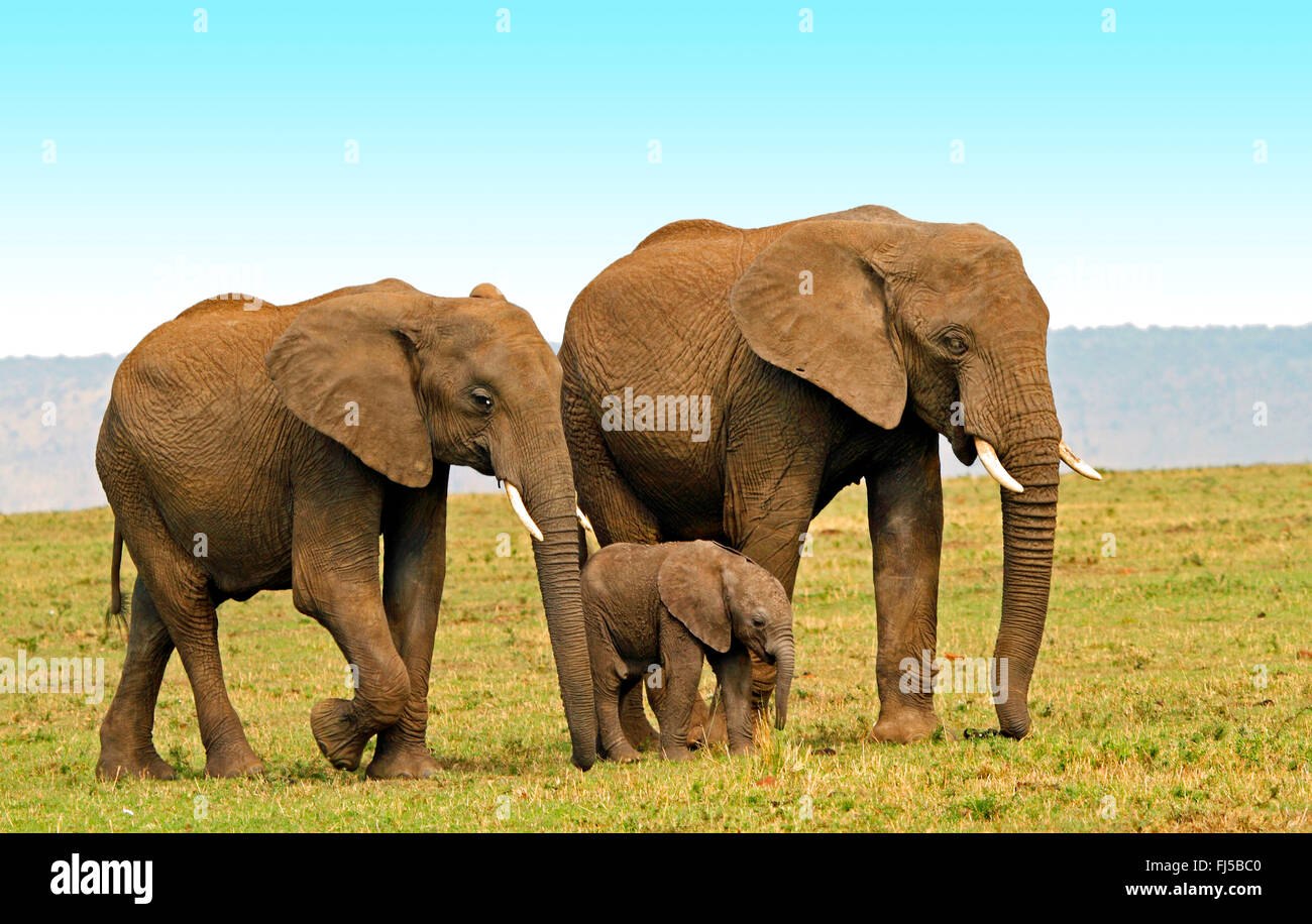 Elefante africano (Loxodonta africana), femminile e giovanile di vitello di elefante, Kenia Masai Mara National Park Foto Stock