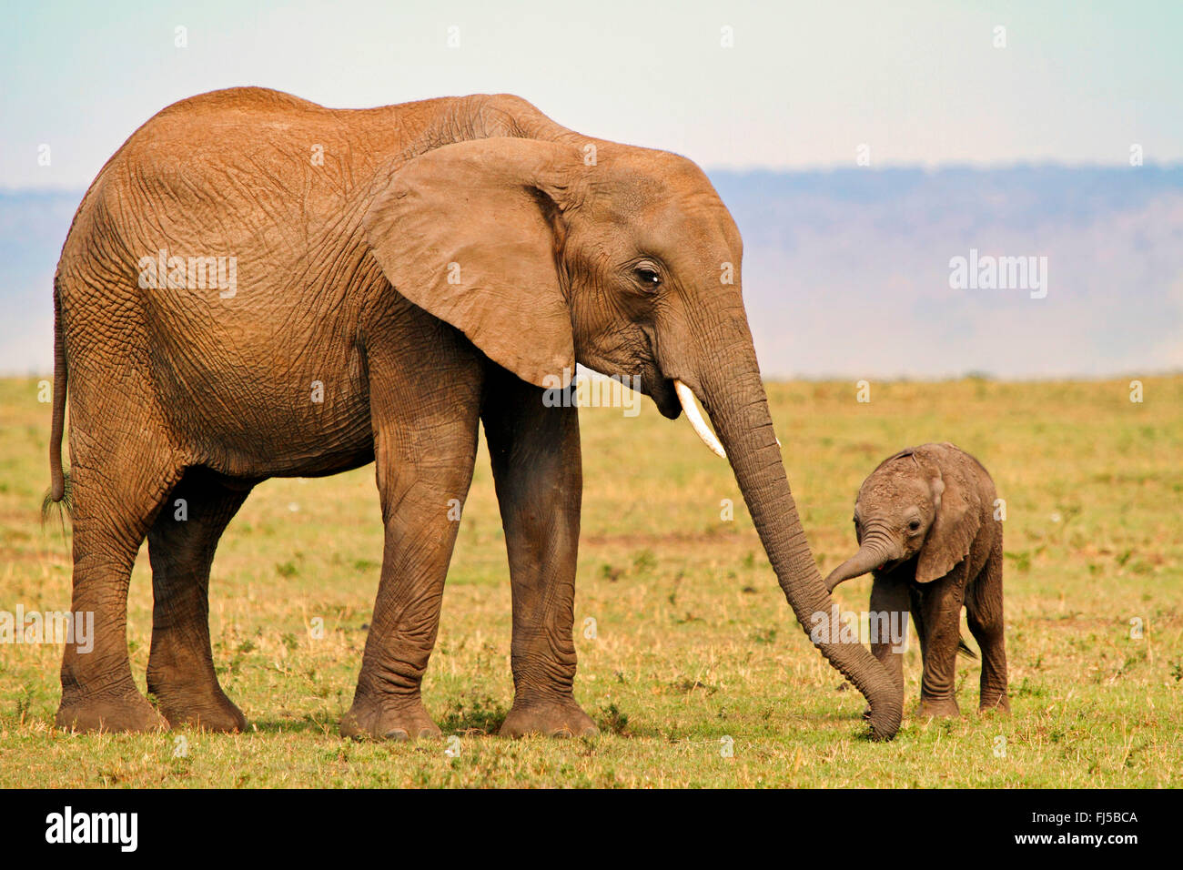 Elefante africano (Loxodonta africana), femmina con elefante di vitello, Kenia Masai Mara National Park Foto Stock