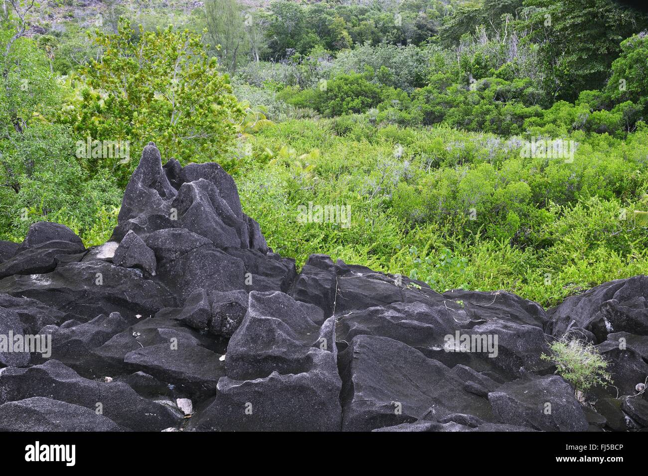 La pietra lavica e vegetazione di Curieuse Island, Seychelles, Curieuse Foto Stock