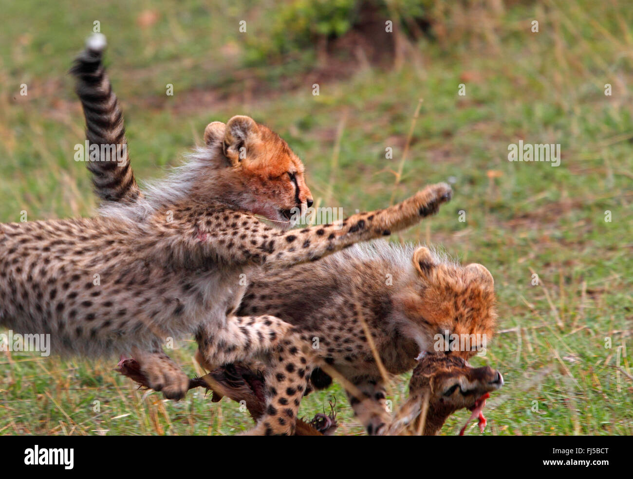 Ghepardo (Acinonyx jubatus), due cuccioli quarreling per la preda, Kenia Masai Mara National Park Foto Stock