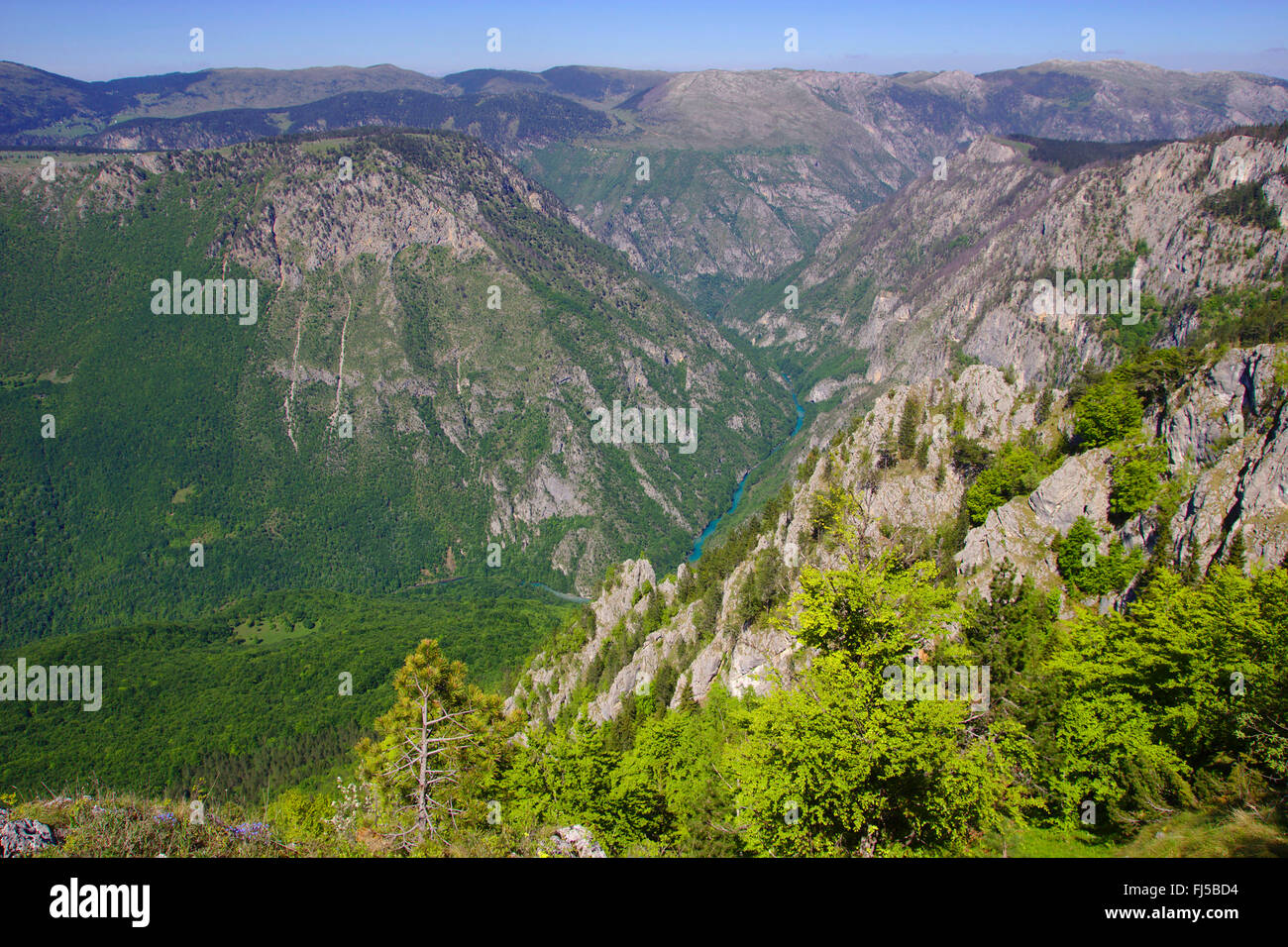 Vista da Curevac al fiume Tara canyon e il più lungo e più profondo canyon in Europa, Montenegro, Parco Nazionale Durmitor Foto Stock