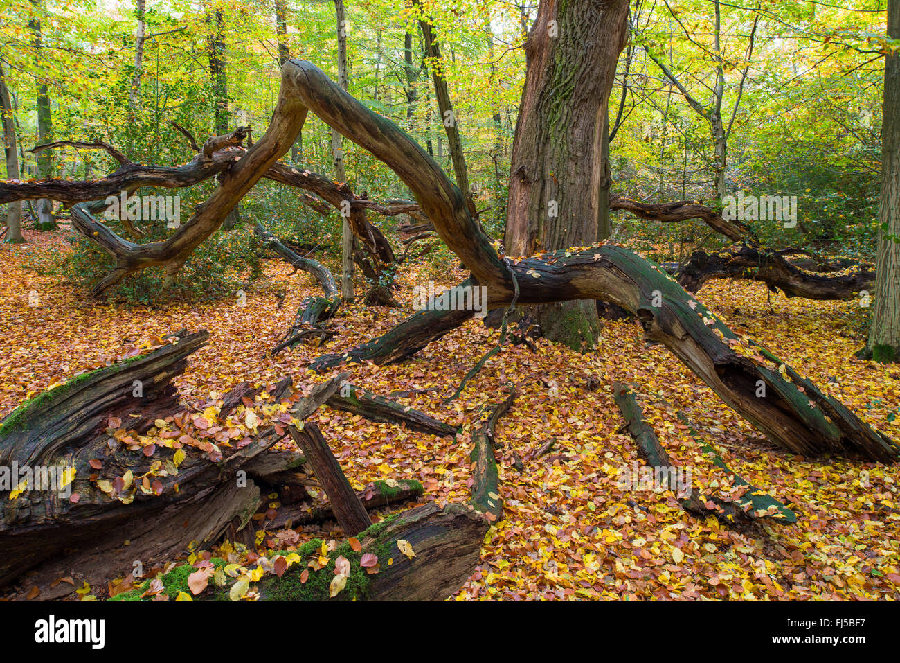 Rovere (Quercus spec.), la foresta vergine Hasbruch in autunno, Germania, Bassa Sassonia, Oldenburger Land Foto Stock