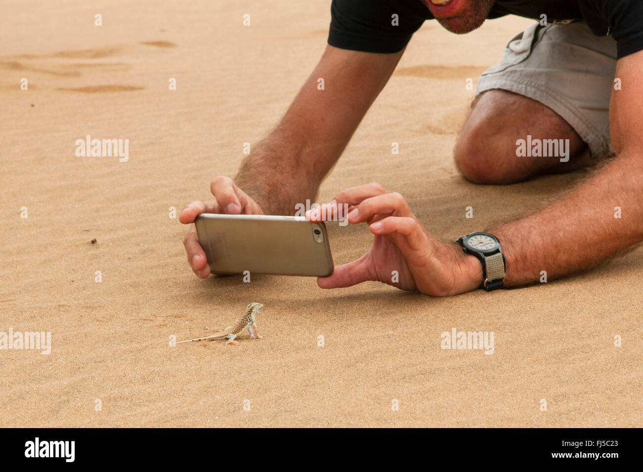 Turistica prendendo una foto di una lucertola nel deserto di sabbia, Namibia, Dorob National Park, Swakopmund Foto Stock